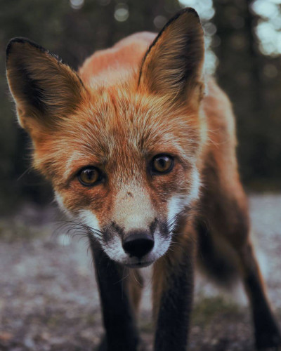 A fox staring at the camera